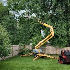 How Our Tree Care Process Works  in  Desert View Highlands, CA