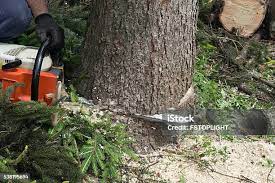 Best Tree Disease Treatment  in Desert View Highlands, CA