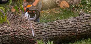  Desert View Highlands, CA Tree Care Pros
