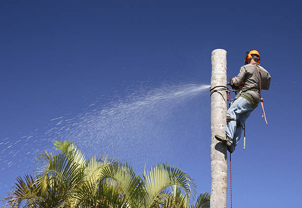 Best Lawn Disease Treatment  in Desert View Highlands, CA