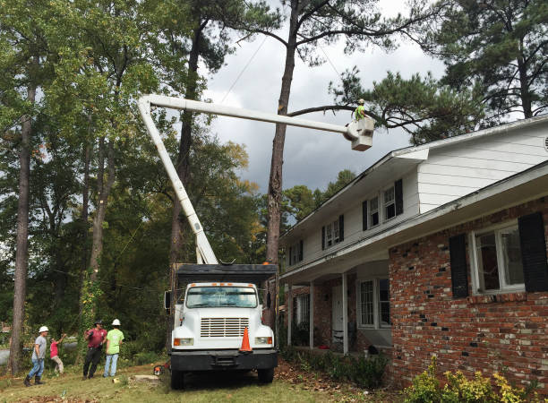 Best Tree Removal  in Desert View Highlands, CA