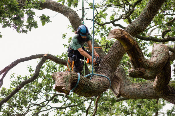 Best Arborist Consultation Services  in Desert View Highlands, CA