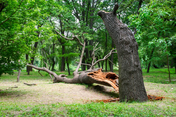 Best Tree Risk Assessment  in Desert View Highlands, CA