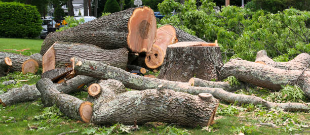 Best Tree Trimming and Pruning  in Desert View Highlands, CA