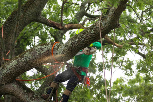Best Tree Preservation Services  in Desert View Highlands, CA