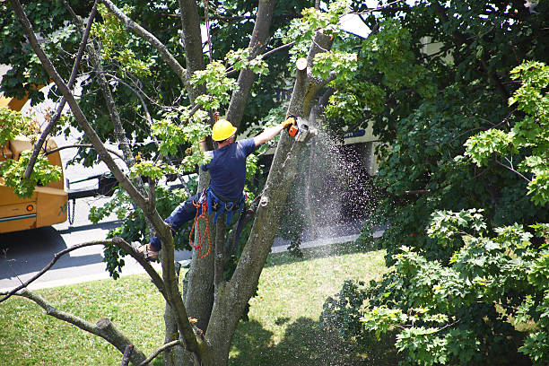Desert View Highlands, CA Tree Care Company