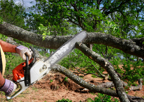 Best Hazardous Tree Removal  in Desert View Highlands, CA